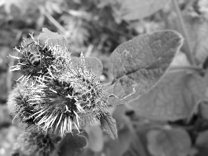 bee, flower, teasel