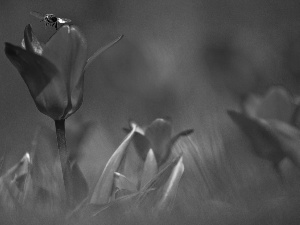 bee, Red, Tulips