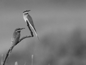 twig, Two, Bee-eaters