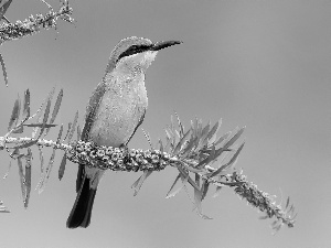 bee-eater, Twigs