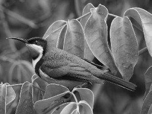 bee-eater, Twigs