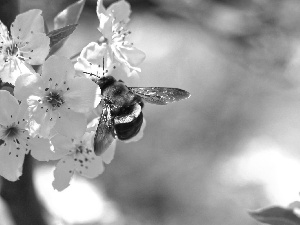 White, kirsch, bee, Flowers