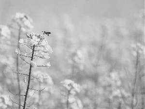 Yellow, rape, Bee, Flowers