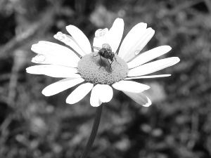 Daisy, pyrethrum