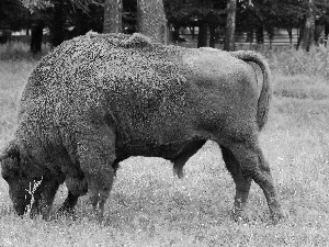 Beer - Żubr, grass