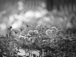 flowers, bees