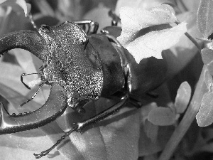 deer fawn, large, beetle