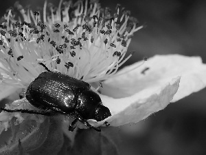 Colourfull Flowers, Insect, beetle