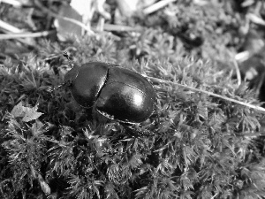 Beetle Gnojarek, Moss