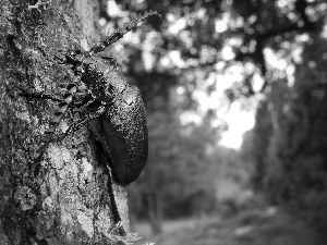 beetle, cork, trees