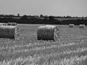 Bele, summer, Reaped, corn, Field