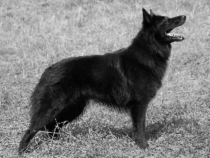 Black, Belgian Shepherd Groenendael