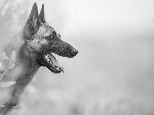 muzzle, dog, Belgian Shepherd Malinois