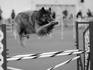 skipping, Belgian Shepherd Tervuren