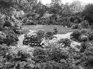 Flowers, Bench, Bush, color, Garden