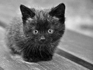 Black, sweet, Bench, kitten