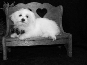 Maltese, Bench