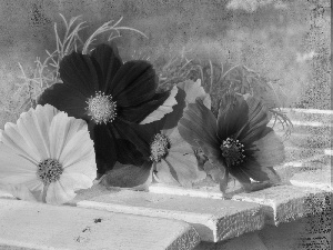 Flowers, White, Bench, Cosmos