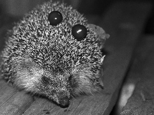 hedgehog, Fruits, Leaf, Bench