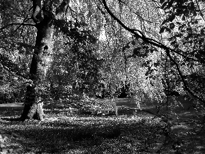 Bench, Park, lane