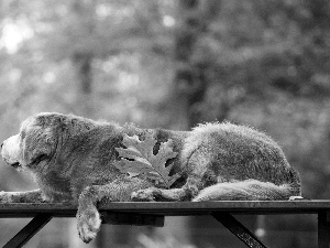 Bench, leaf, retriever, Park, golden