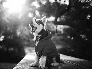 Bench, Park, puppie, clothes, Husky