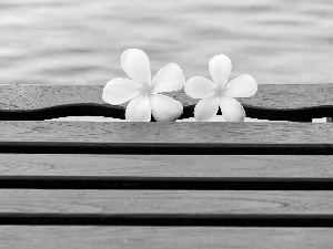 Two cars, Plumeria, Bench, Flowers, Pool