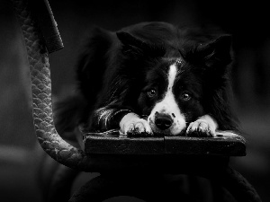 sad, Collie, Bench, Border