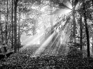 rays of the Sun, autumn, Bench