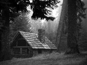 ligh, shed, trees, flash, viewes, forest, bench, luminosity, sun, Przebijające