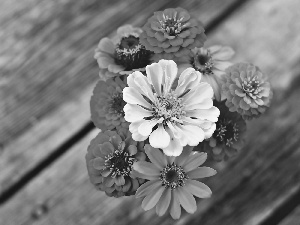 Bench, Flowers, Zinnias