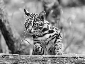 bengal, Interested, kitten