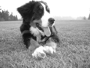 Tounge, Bernese Mountain Dog