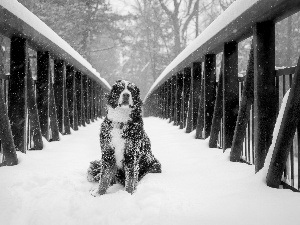 dog, bridge, snow, Bernese Mountain Dog