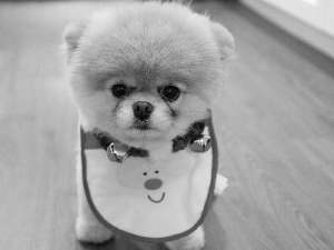 Pomeranian, bib, doggy, Toy Spitz, honeyed