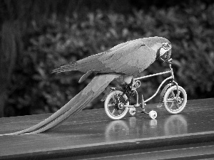 Bicycle, Blue, parrot