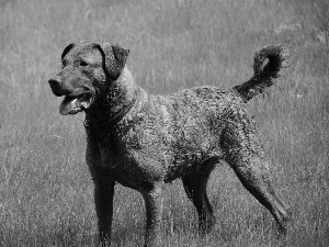 Chesapeake Bay retriever, Beatyfull, Big