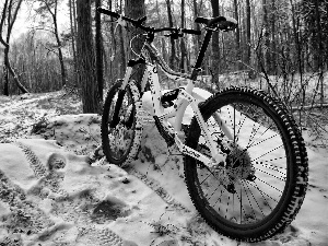 Bike, winter, forest