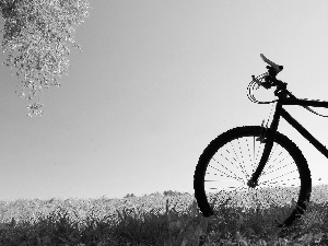 Meadow, Bike