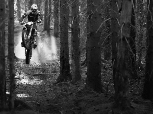 viewes, forest, motor-bike, Motorcyclist, Path, trees