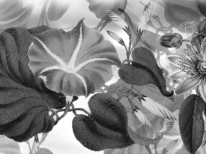 2D Graphics, Flowers, bindweed