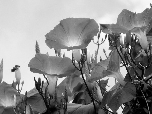 blue, bindweed