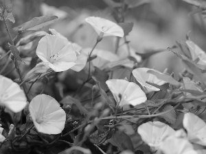 bindweed, Flowers