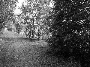 birch, autumn, forest, Way, River