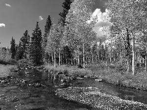 birch, River, autumn