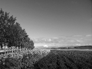 field, Nice sunflowers, birch, cultivated