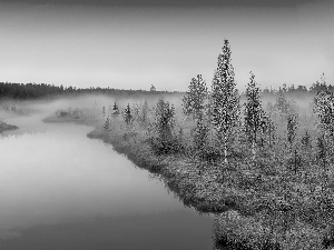 birch, River, Fog