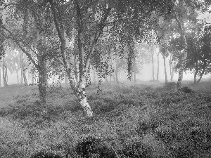 heath, heather, Fog, trees, birch, Peak District National Park, England, viewes