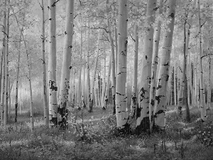 forest, birch