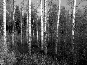forest, birch